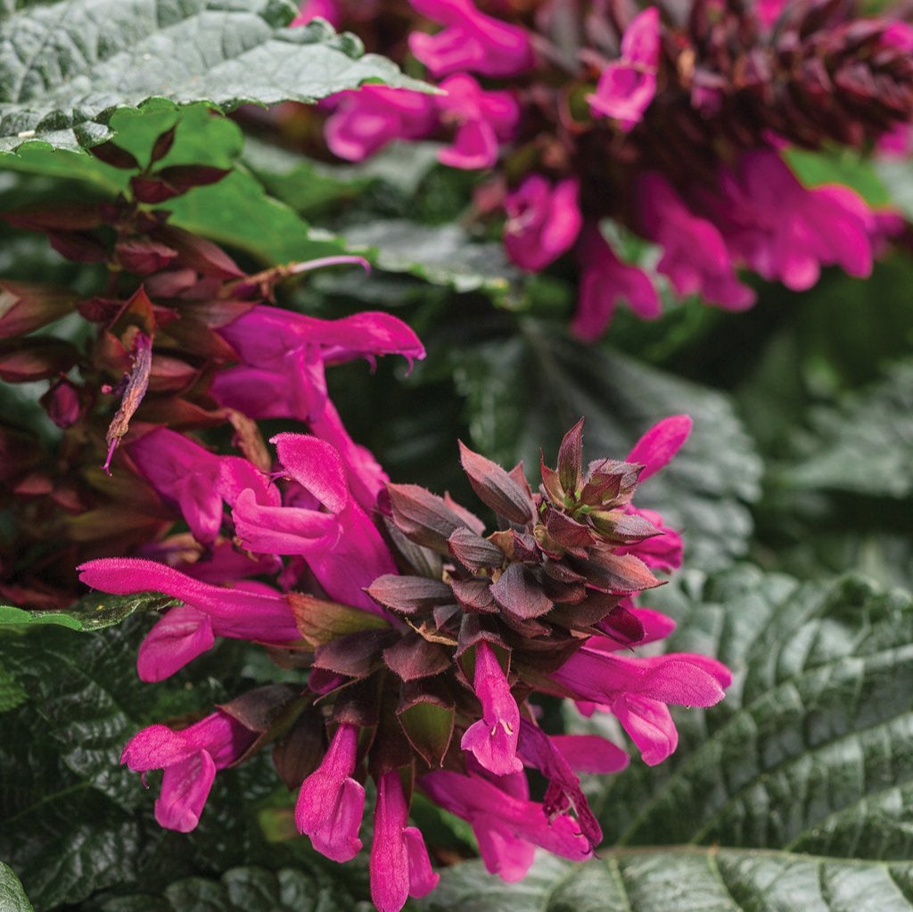 Rockin'® Fuchsia Salvia | Proven Winners® – Creekside Nursery, Inc