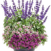 Rockin' Playin' the Blues salvia in bloom in a pot