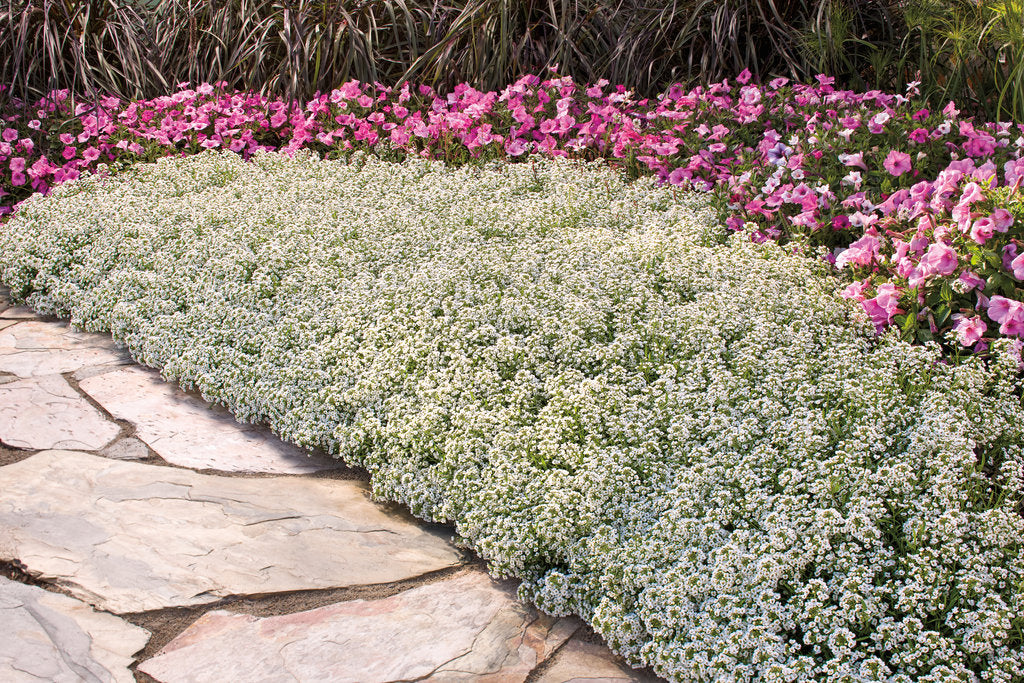 Snow Princess sweet alyssum in bloom in a nursery pot