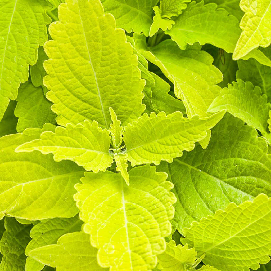 Lime Time coleus in a nursery pot with bright lime leaves