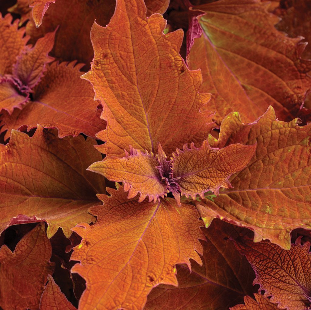 ColorBlaze® Wicked Hot™ Coleus | Proven Winners® – Creekside
