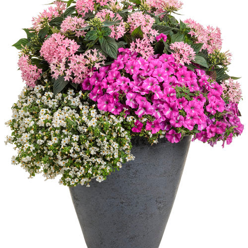 Supertunia® Raspberry Rush™ Petunia | Proven Winners
