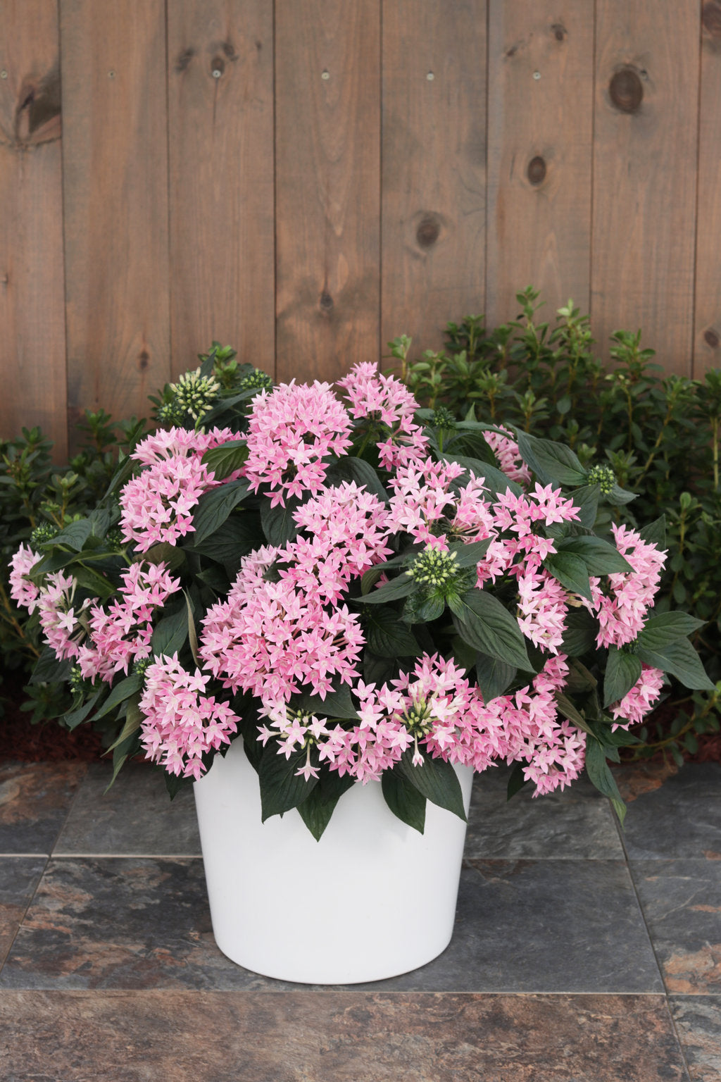 Pink Pentas flowering plant in a nursery pot