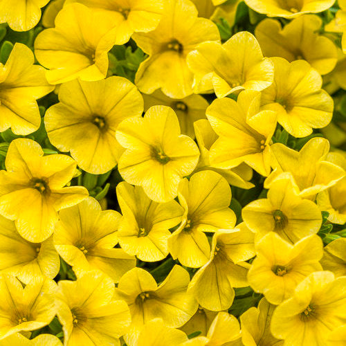 Superbells® Yellow Calibrachoa | Proven Winners® – Creekside
