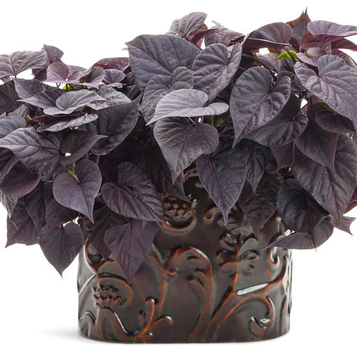 Dark sweet potato vine in a black nursery pot