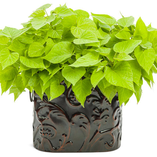 Sweet Caroline Sweetheart Lime sweet potato vine in pot