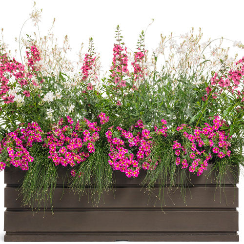 Superbells® Cherry Star | Proven Winners