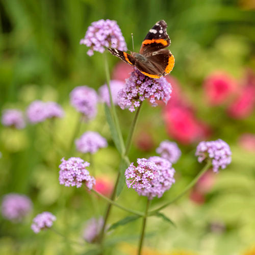 Meteor Shower verbena in a nursery pot