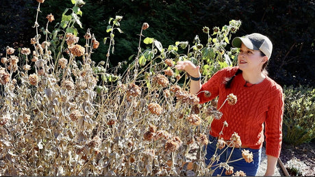 Southern Fall Garden Tour: Our Garden In November