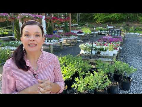 The Best Flowering Perennial Plants