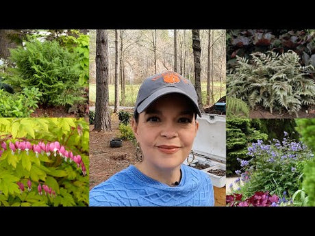 Planting a Pocket of Shade-Loving Perennials
