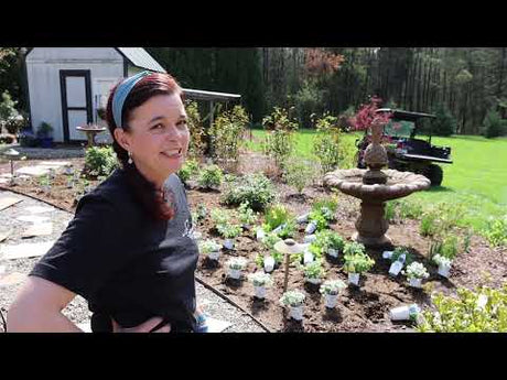 Planting First Summer Annuals in the Landscape