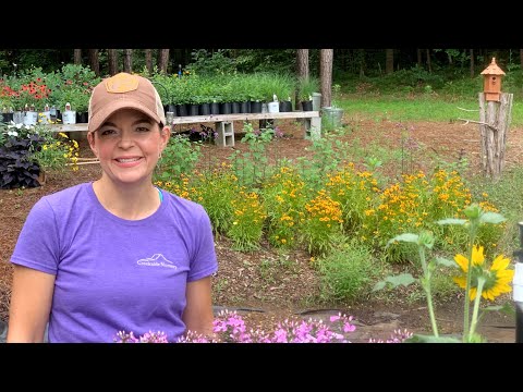 Hydrangea 101 & Nursery Update