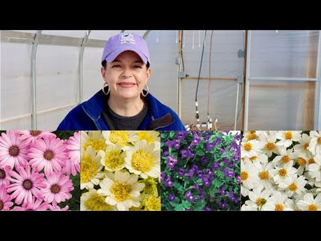 Preparing For Spring - First Annuals of The Year