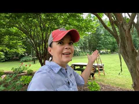 How to Trim a Crape Myrtle - Easy Tips!