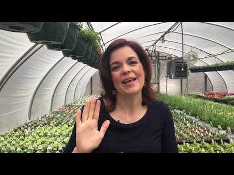 Hello Spring & Beautiful Plants!