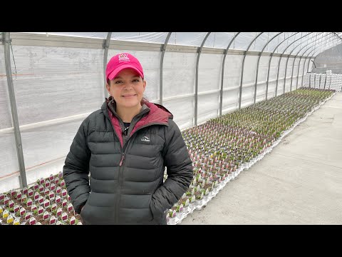 The First Spring Annuals Are Here!