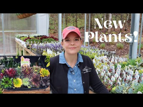 Cute New Plants Have Arrived