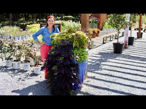 Early September Nursery Tour