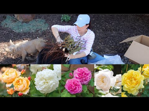 How to Plant Bare Root Roses & Transplant Established