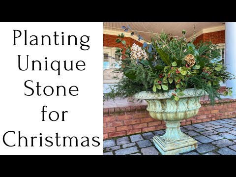 Planting Unique Stone for Christmas