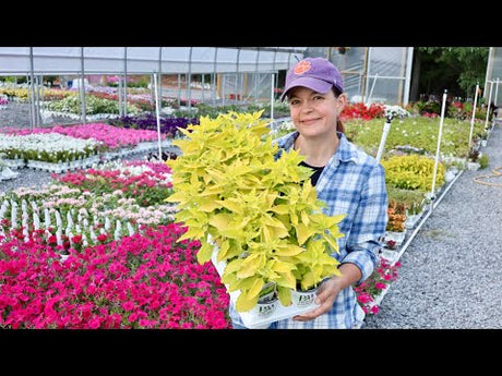 New Irrigation & Baby Shrub Arrival