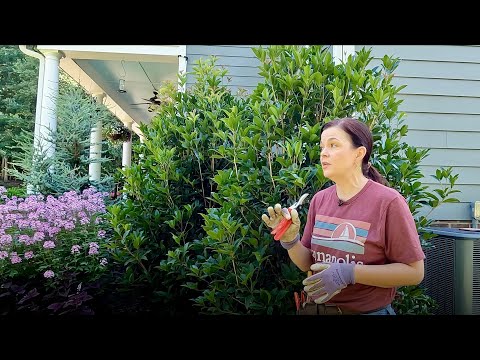 How to Prune Shrubs the Right Way
