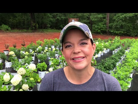 Flowering Shrubs // Weekly Nursery Update