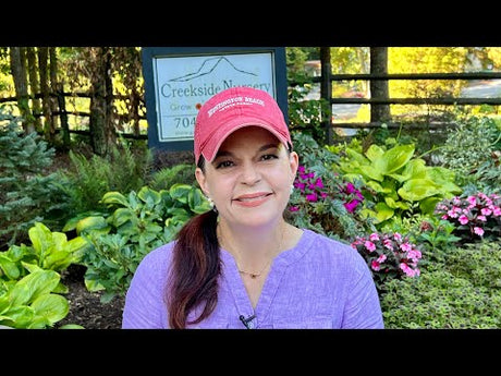 August Shade Garden Tour