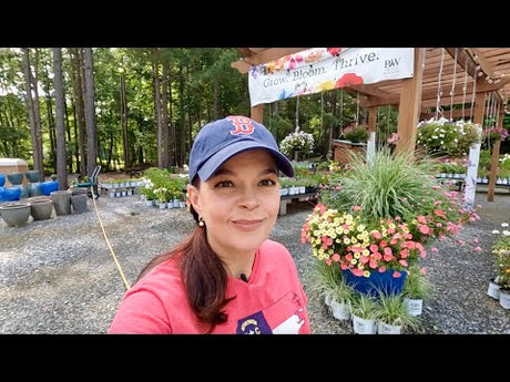Container Garden Tour