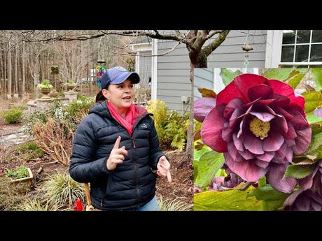 How To Trim Hellebores & Adding Whimsical Garden Art