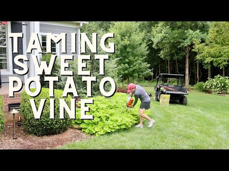 Taming Sweet Potato Vine & Other Chores