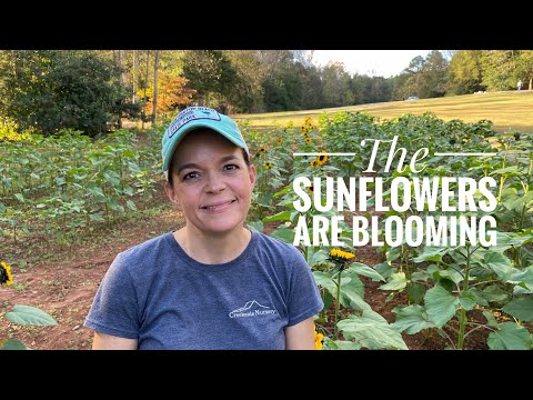 The Sunflowers Are Blooming & An Exciting Announcement