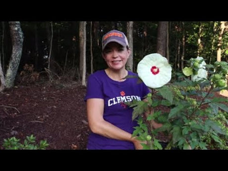 Check Out the New 'French Vanilla' Hardy Hibiscus