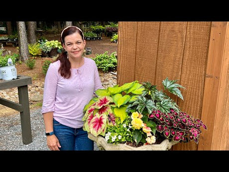 Hydrangea Season Is Quickly Approaching