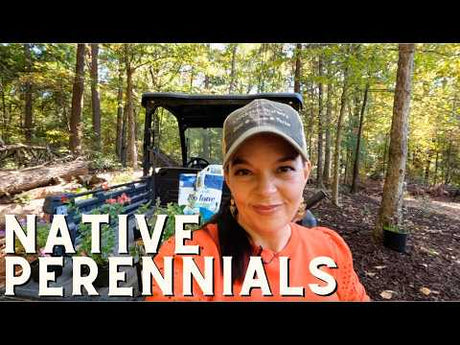 Drought-Tolerant, Deer-Resistant, Native Perennials