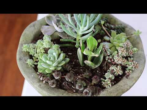 Succulents on a Rainy Monday