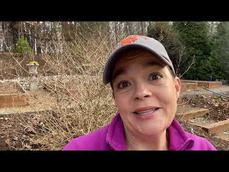 5 Things You Can Do In Your Winter Garden