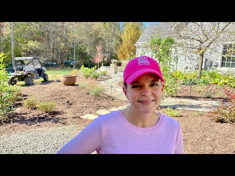 How To Transplant Perennials