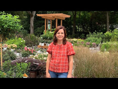 New Plant Haul & Creekside Nursery Tour