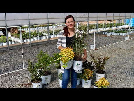 Late Fall Perennial & Shrub Highlight