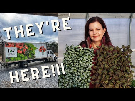 Proven Winners Annuals Arrive