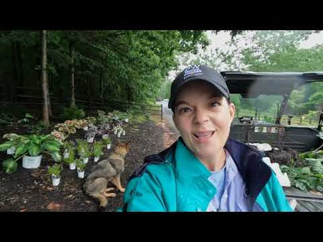 Planting Beautiful Shade Perennials in the Pouring Down Rain
