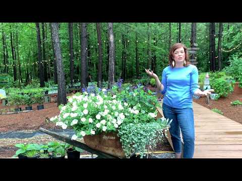 Creating a Beautiful Garden in a Wheelbarrow