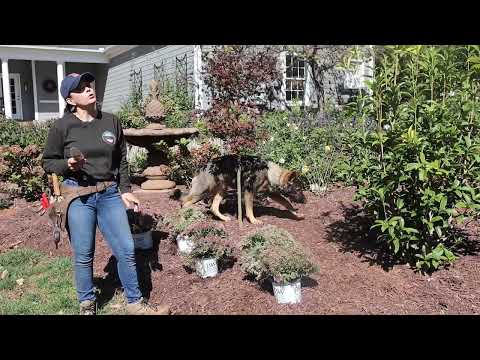 Adding 3 New Perennials After Our First Freeze