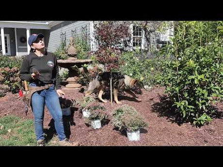 Adding 3 New Perennials After Our First Freeze
