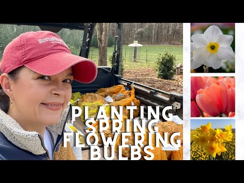 Planting Daffodils, Tulips & Other Spring Flowering Bulbs
