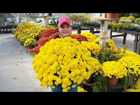 Hats Restocked & Great Fall Garden Options
