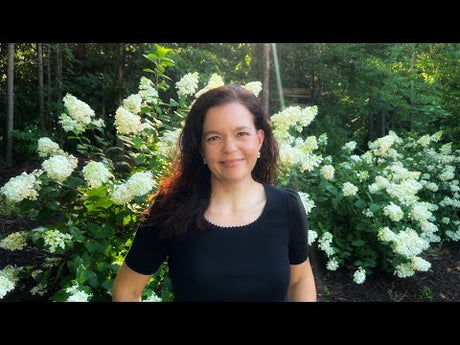 My Best Hydrangea Recommendations