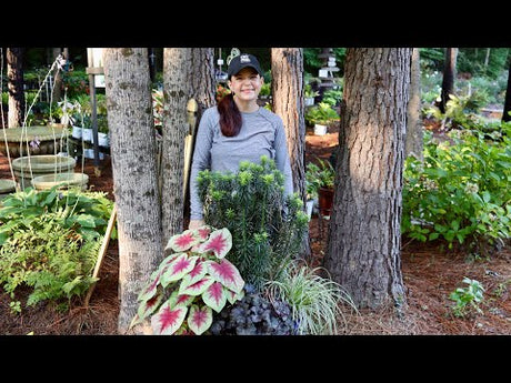 Caladiums & Containers Oh My!